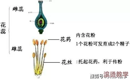 用力挺进她的花苞：解读植物生长繁殖中生殖器官的结构与功能，以及如何影响生态平衡和物种繁衍