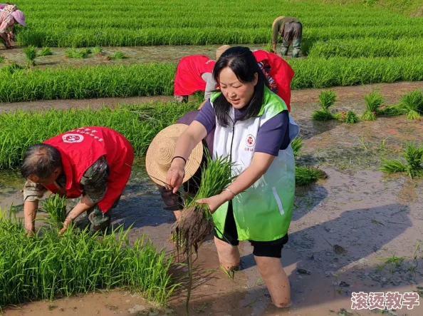 插秧七十二招式图片：掌握传统农业技艺，提升稻田管理效率与收成质量的实用技巧分享