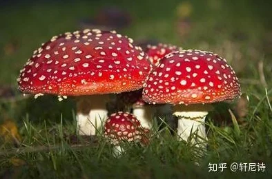 17c爆料 独家揭秘磨菇：深入分析这一神秘生物的特性、用途及其在生态系统中的重要角色