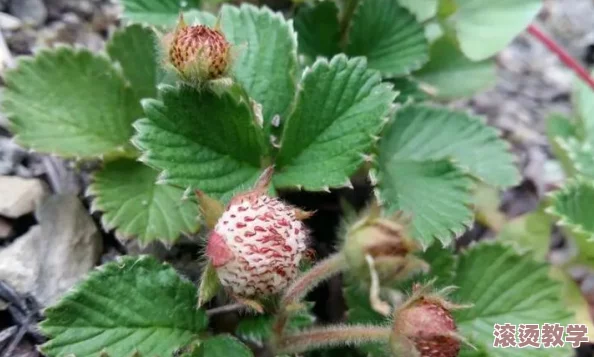 草莓污污污：探讨草莓种植过程中可能出现的污染问题及其对环境和健康的影响分析