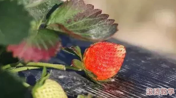 草莓污污污：探讨草莓种植过程中可能出现的污染问题及其对环境和健康的影响分析