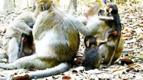 男生女生一起嗟嗟嗟喊痛生猴子，校园中竟出现神秘生物引发热议，令人瞠目结舌！