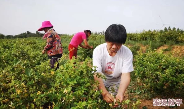 骑蛇难下(双) 金银花免费！震撼消息：全国最大金银花种植基地即将全面对外免费开放，千万观众争相体验！