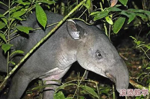 美国ZOOZOON惊现神秘动物，专家称其或为全新物种，震惊全球生物学界，引发广泛讨论与关注！