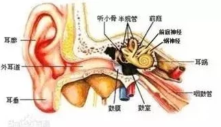 怎么做到整根吞到喉咙：了解这一行为的生理机制与潜在风险，以及如何安全地进行相关练习