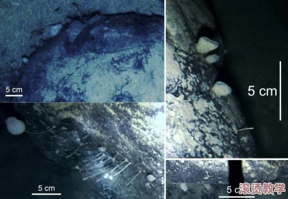美国XXXXX：惊人发现！科学家在南极冰层下发现超古老未知生物，打破我们对生命起源的认知！