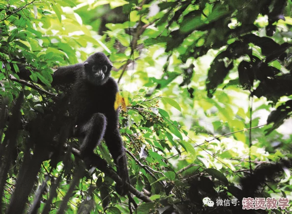 海角社区绿意盎然：意外发现濒危物种栖息地，生态保护引发社会热议！