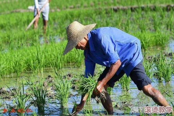 夫妻之间三十中插秧方法：网友热议如何在田间合作增进感情与默契，分享各自的经验和技巧