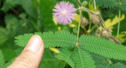 含羞草2023隐藏途径：从生物学特性到生态适应机制的综合研究与分析