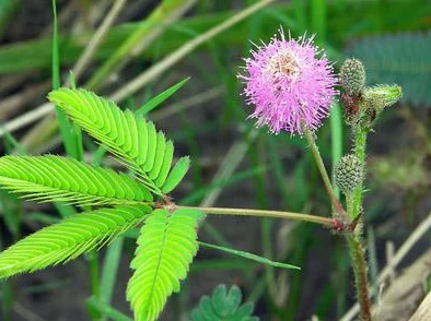 含羞草2023隐藏途径：从生物学特性到生态适应机制的综合研究与分析